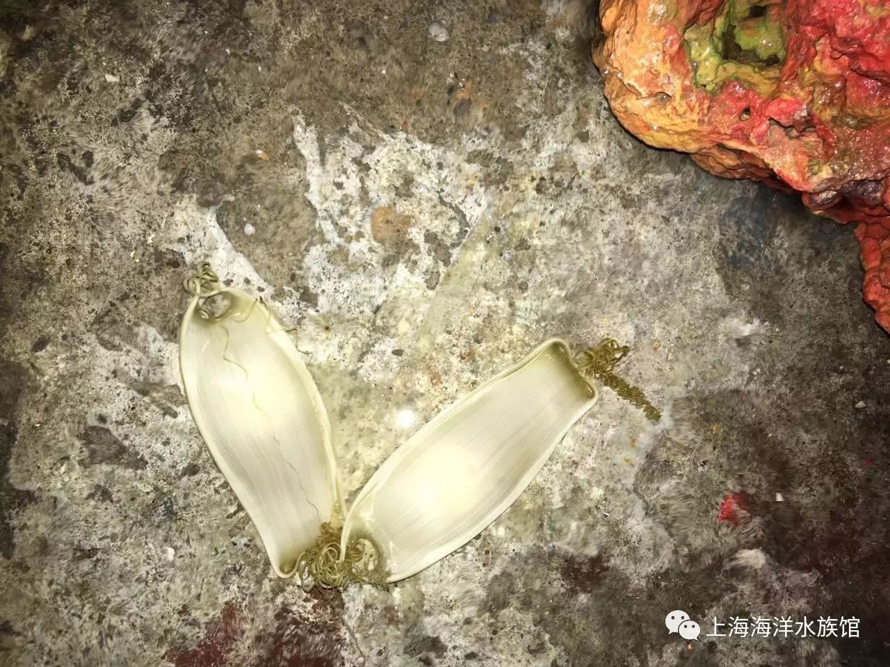 【水族生物小百科】鲨鱼系列之阴影绒毛鲨1