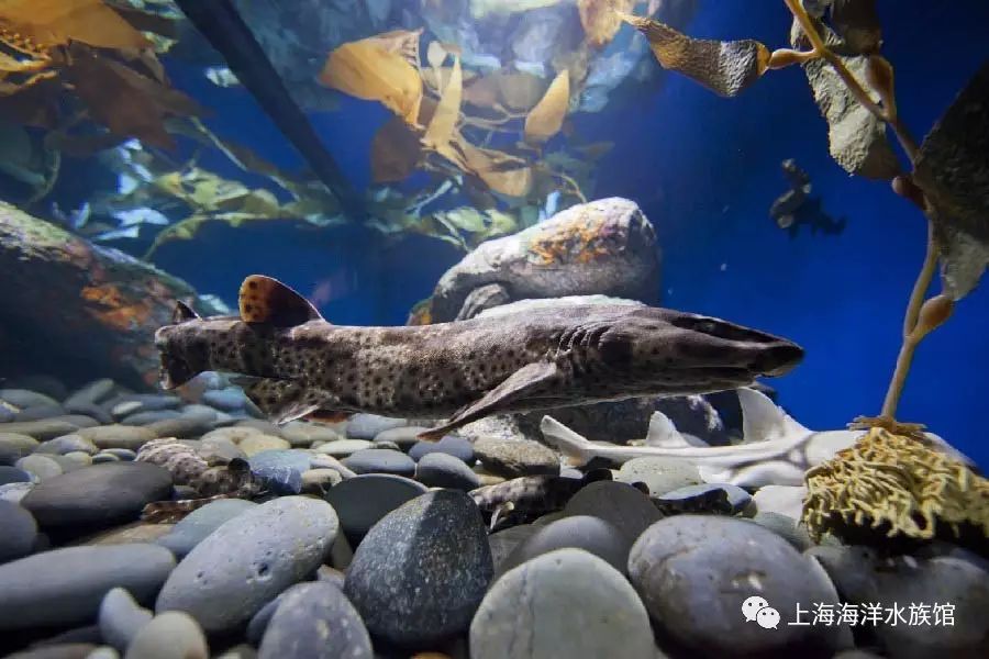 【水族生物小百科】鲨鱼系列之阴影绒毛鲨2