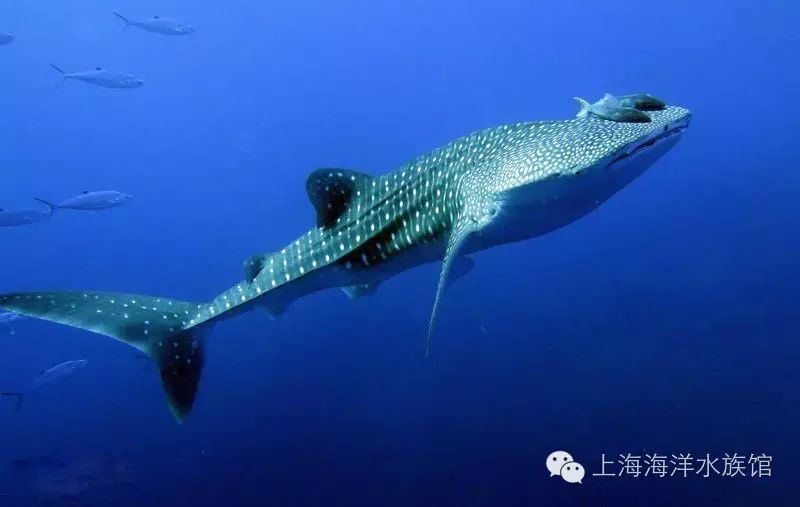 【水族生物小百科】鲨鱼系列之鲸鲨1