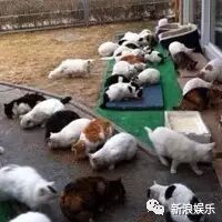 刘亦菲家的后院也太壮观了吧!说她是贵圈养猫第一大户,我服气!