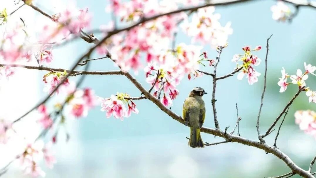 聆听夏日鸟语莺歌，愿你舒心快乐！
