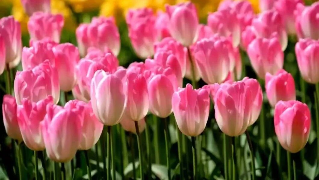 不用打字就可以聊天的图片【上】