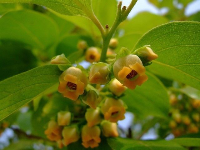 柿子花