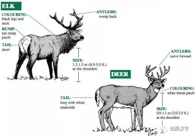 大多数鹿科动物,包括麋鹿,都只是雄鹿有角,只有驯鹿是雌雄鹿都有角