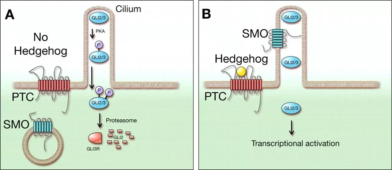 hedgehog信号通路主要由信号分子hedgehog(hh),膜受体ptc,sm以及转录