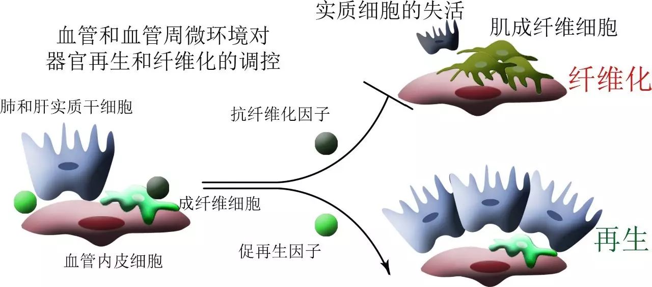 再生医学丨川大丁楅森组等揭示促进纤维化的肝肺组织再生的重要机制