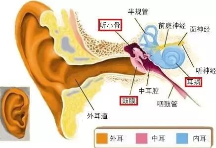 人们常说"七窍相通",其实咽鼓管就是连接鼻咽和耳朵一个管道.