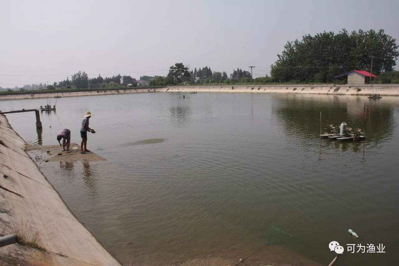 鱼苗入池后,根据水质肥度,天气,水温和鱼苗生长情况决定追肥量,一般