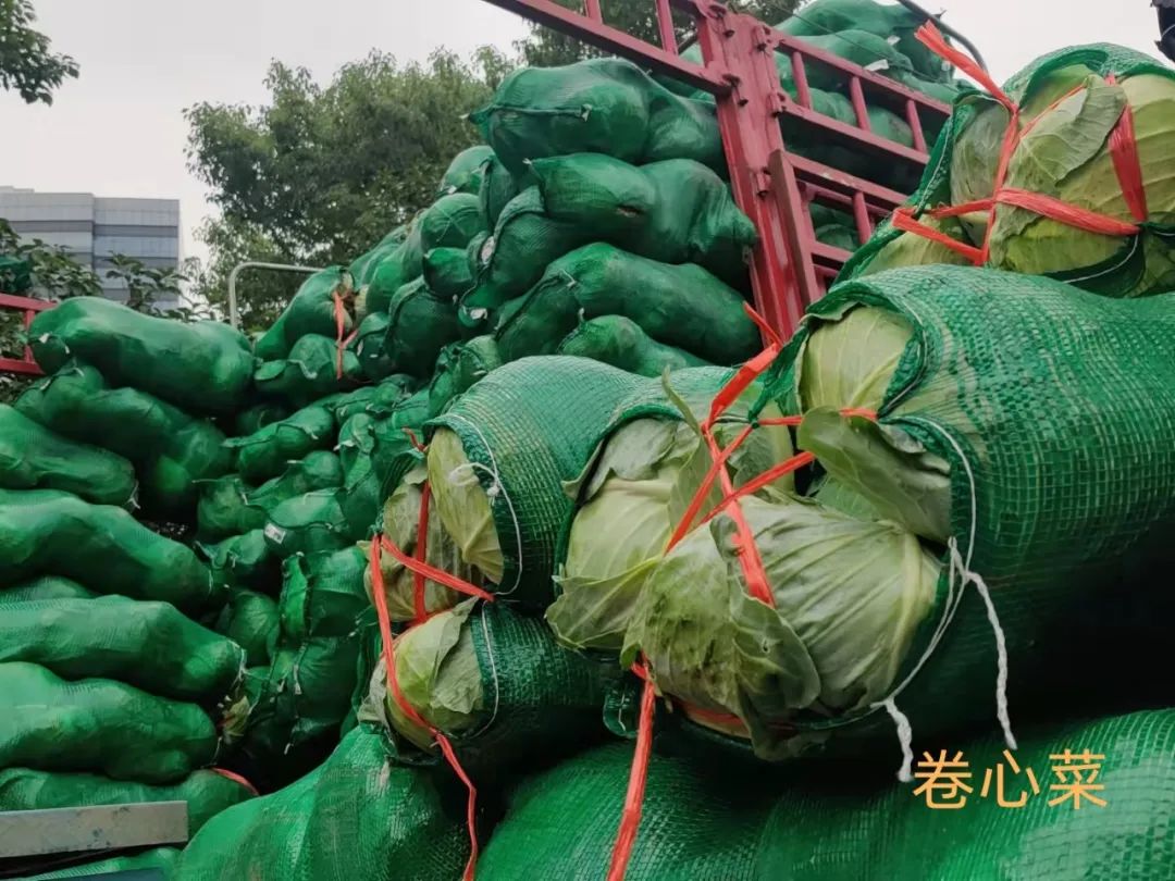 甘蓝菜_紫甘蓝和绿甘蓝哪个更养胃_跟甘蓝很像的菜