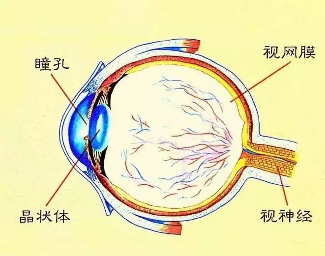 "结膜"的致密组织,因使用不当而导致镜片位置发生上下偏移的情况较多