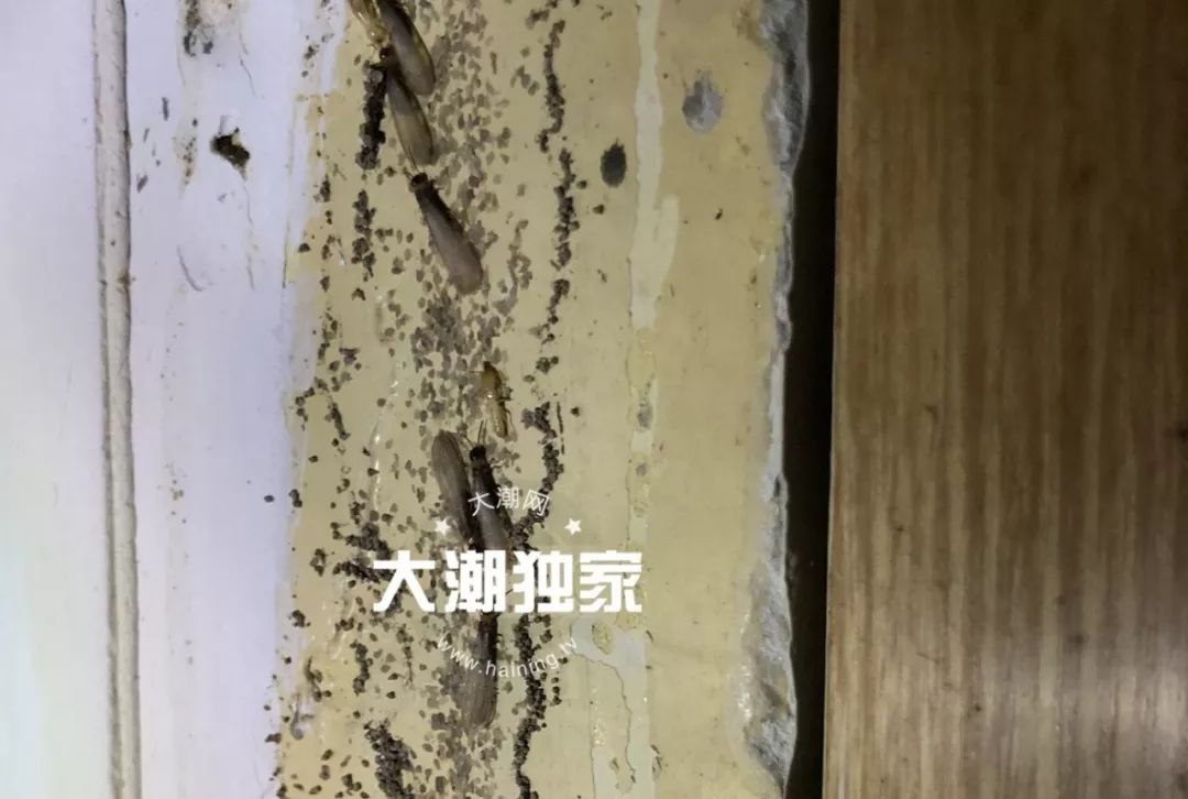 木地板殺蟲劑哪個好_地板靜電消除劑_殺蟲噴射劑