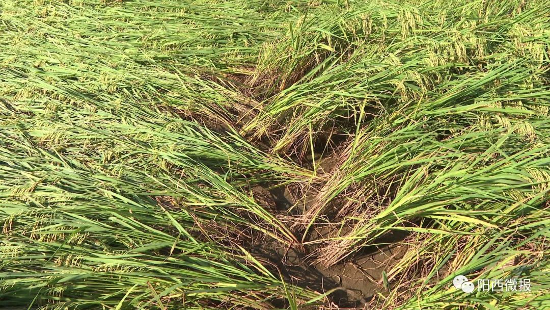 阳西台风雨水致水稻倒伏农户全力救灾复产