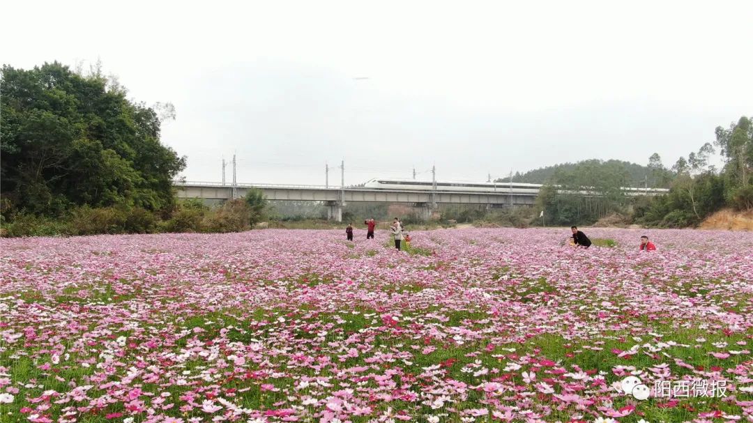 如今,织篢镇牛岭村委会大塘尾村着力发展乡村旅游,近日,打造了大片