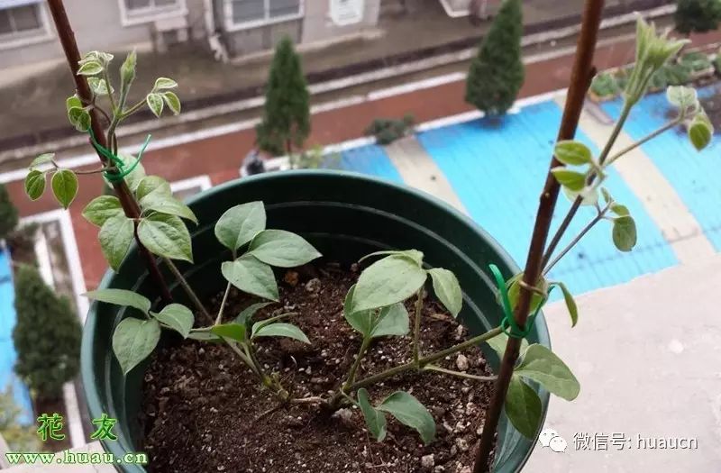 【铁线莲】铁线莲菜鸟种铁记,从网购到慢慢发芽再到郁郁葱葱