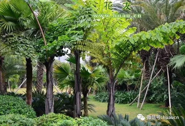 假桄榔,酒椰子;棕榈科,鱼尾葵属,常绿丛生乔木;同属有短穗鱼尾葵等