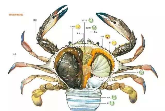 【苏州螃蟹批发价格联盟】