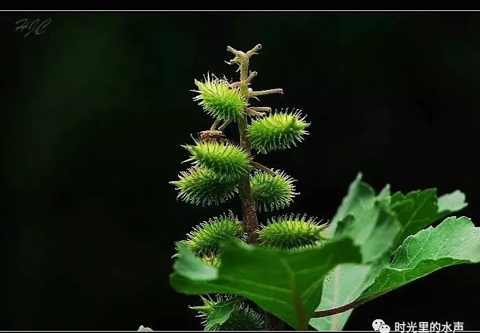 采采卷耳,铮铮苍耳