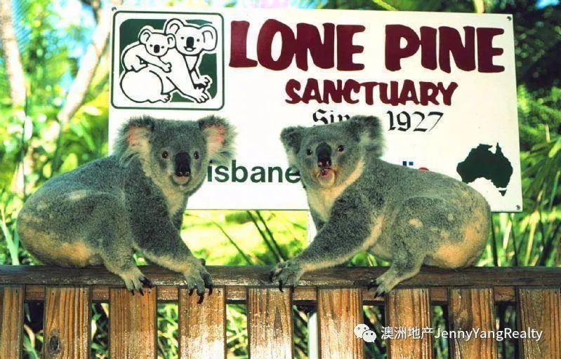 7.    龙柏考拉动物园(lone pine koala sanctuary)