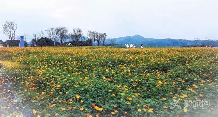 8月28日开园迎客 景区地址: 桐城苗圃 花间塘乡村风情旅游度假区 景区