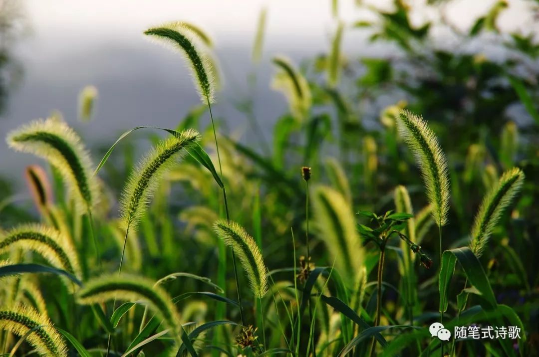 狗尾巴草