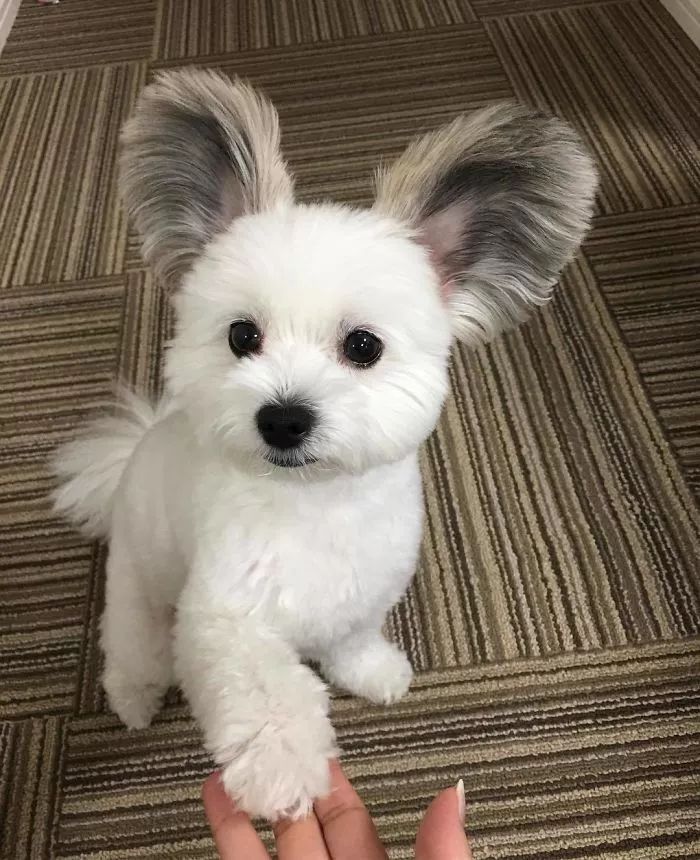 小家伙来自日本,是玛尔济斯犬和蝴蝶犬的混血,这也是它忽闪忽闪大耳朵