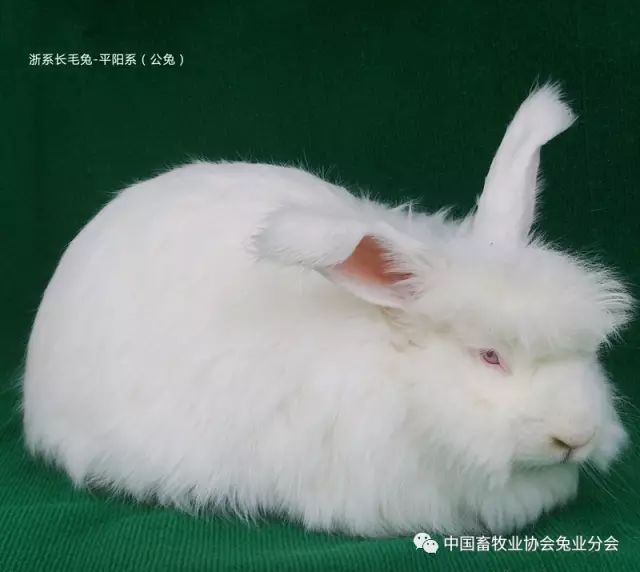 6,吉戎兔 吉戎兔,是由原中国人民解放军军需大学(现吉林大学农学部)