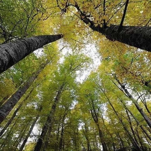 《可爱的森林》旋律轻松欢快,听完心情愉悦!