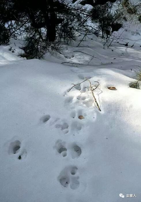 密林中出现了新鲜的野猪足印和粪便,神经不由地崩紧了,因为野猪很