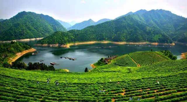 独特环境 工艺 功效 造就安化黑茶独特品质