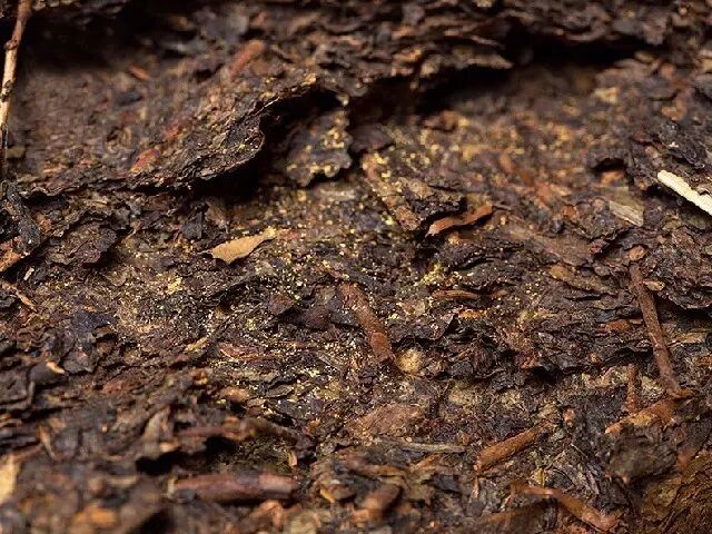 如何区别安化黑茶的金花、霉变？