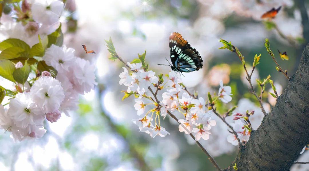 摄图网_401004472_banner_春暖花开（企业商用）.jpg