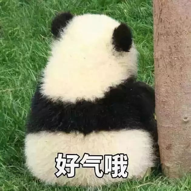 熊猫真是最可爱的动物了,但是人实在是太多了,想要看清楚国宝胖达们真
