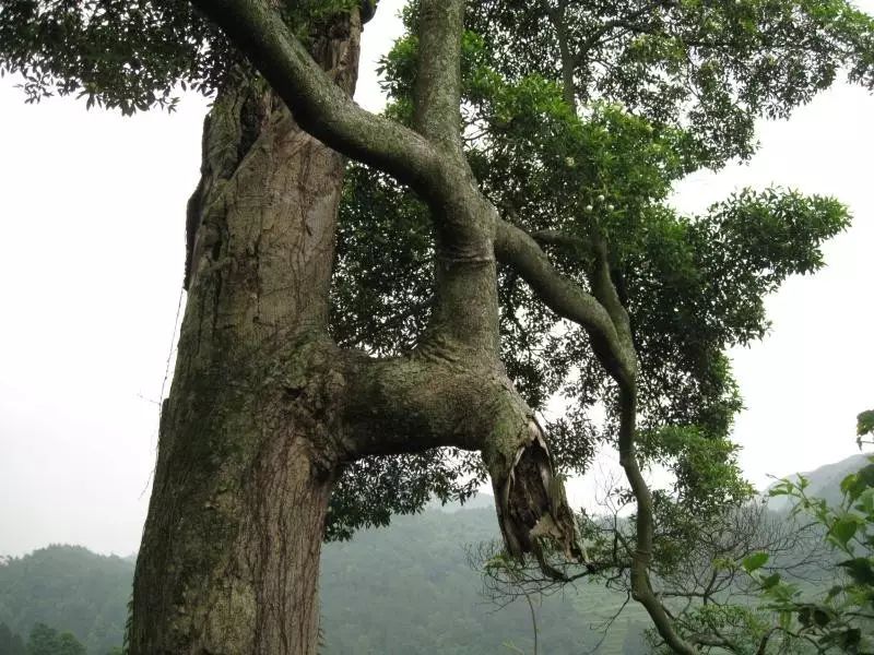 古树:杉坪村乐东拟单性木兰(濒临灭绝植物,全国仅贵州两棵,杉坪村为两