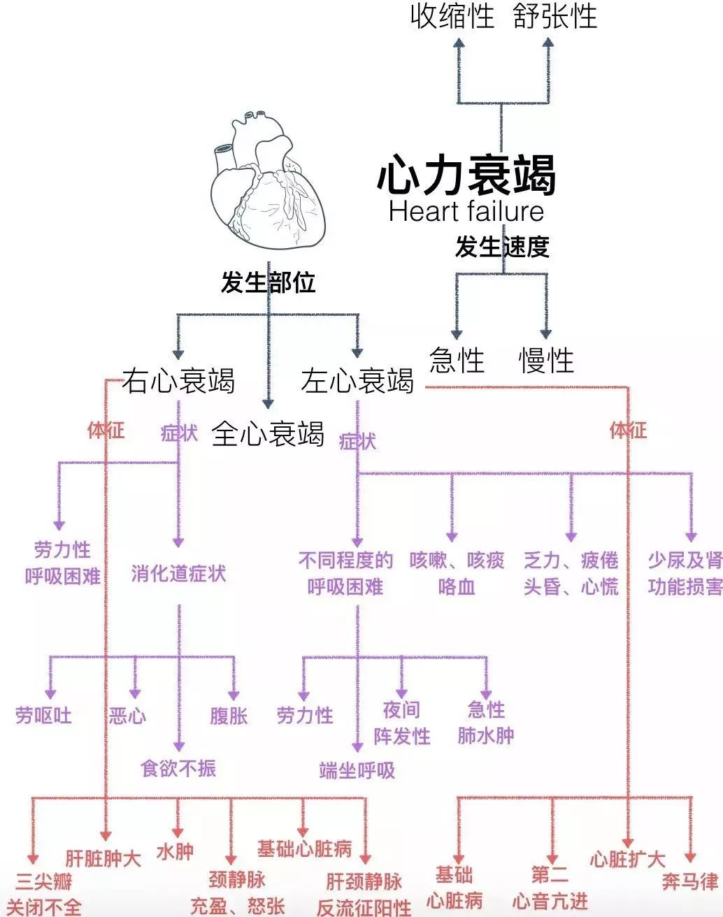 强心苷类正性肌力药 作用机制