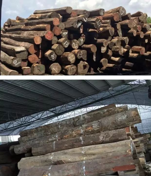 鱼珠木材供应专场:缅甸柚木,老挝花枝,墨西哥白酸枝新货到港