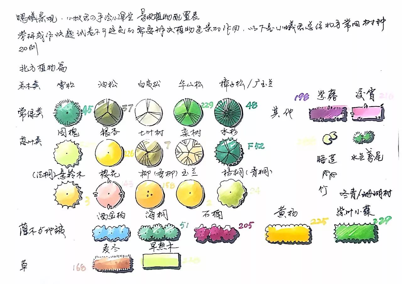 20种以上的快题植物表(手绘小课堂023)