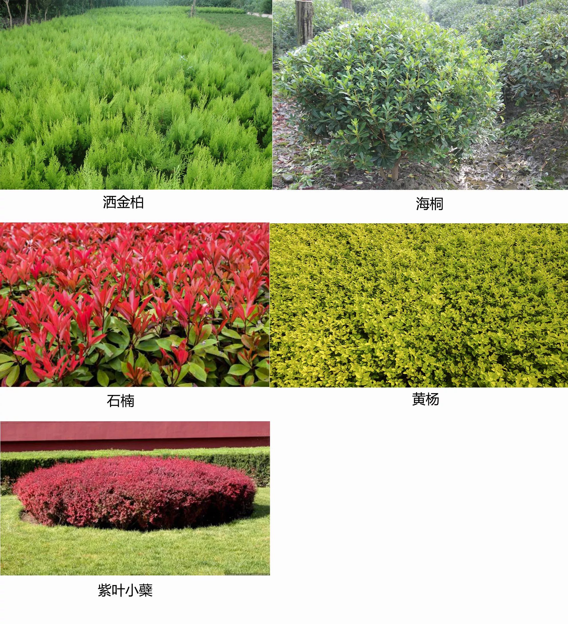 20种以上的快题植物表(手绘小课堂023)