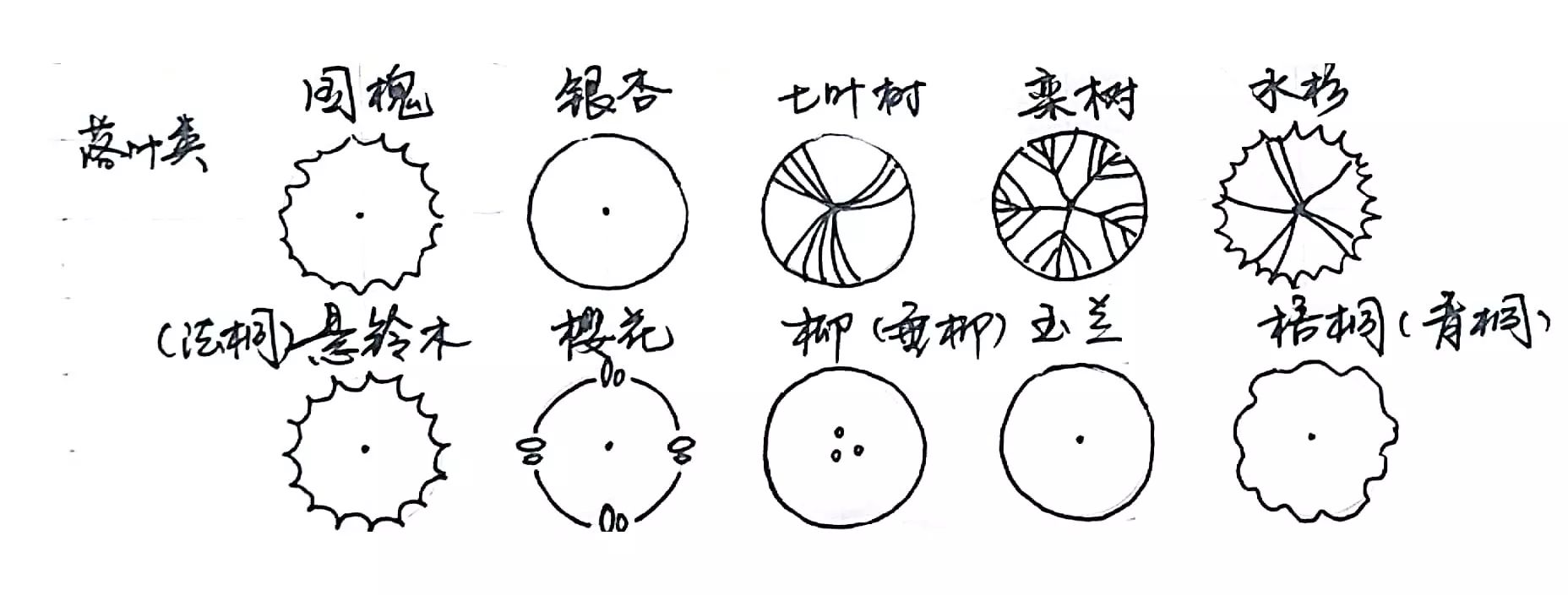 是落叶类,考虑到景观的季相变化,我们选取了秋色叶之王的银杏和栾树