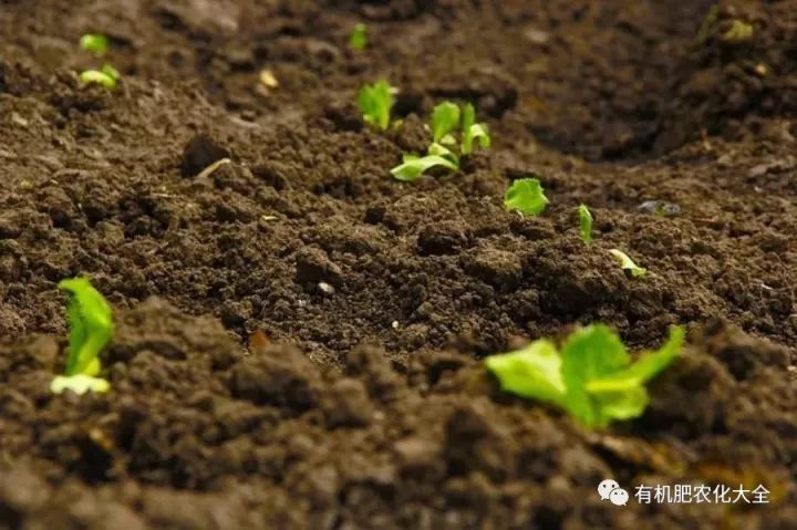 有機肥對土壤的5大作用