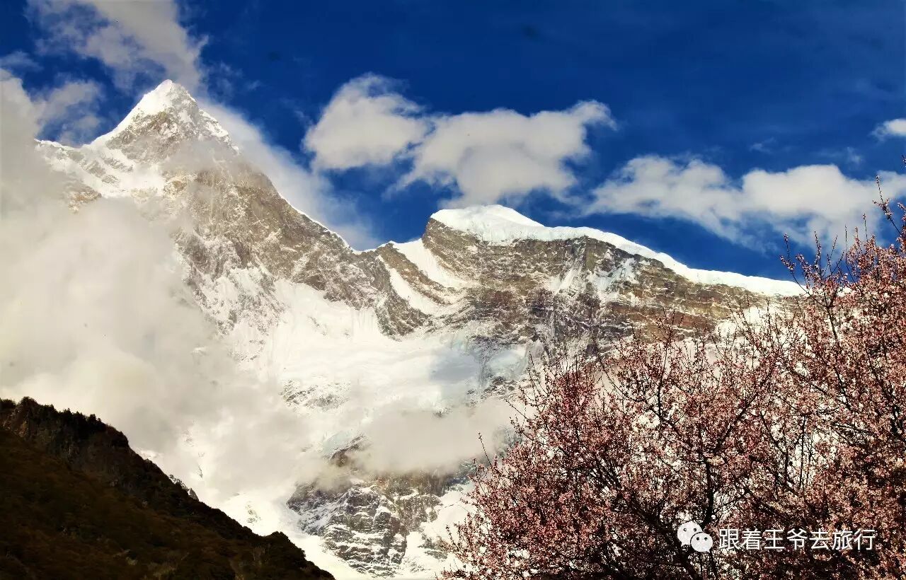 雪域桃花林芝开(一)