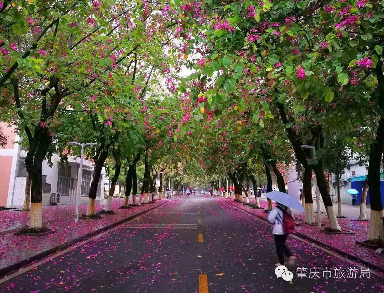 西大下了一场雨,美翻了整个肇庆!-广州鲜花销售联盟