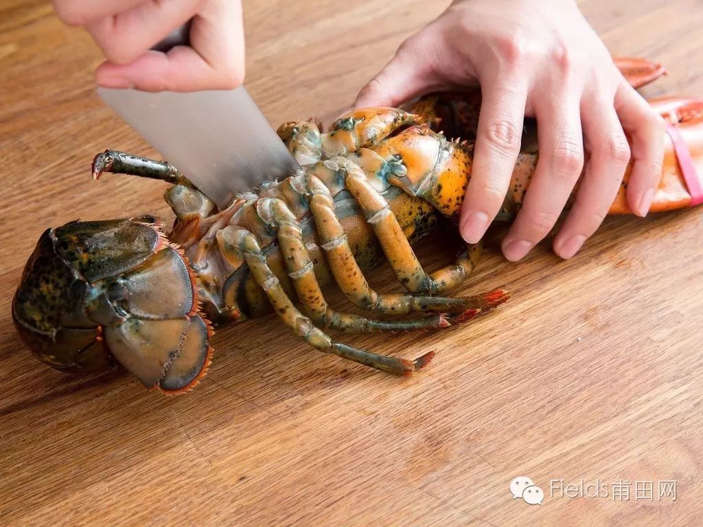 和小龙虾说再见,现在流行吃活的波士顿龙虾!