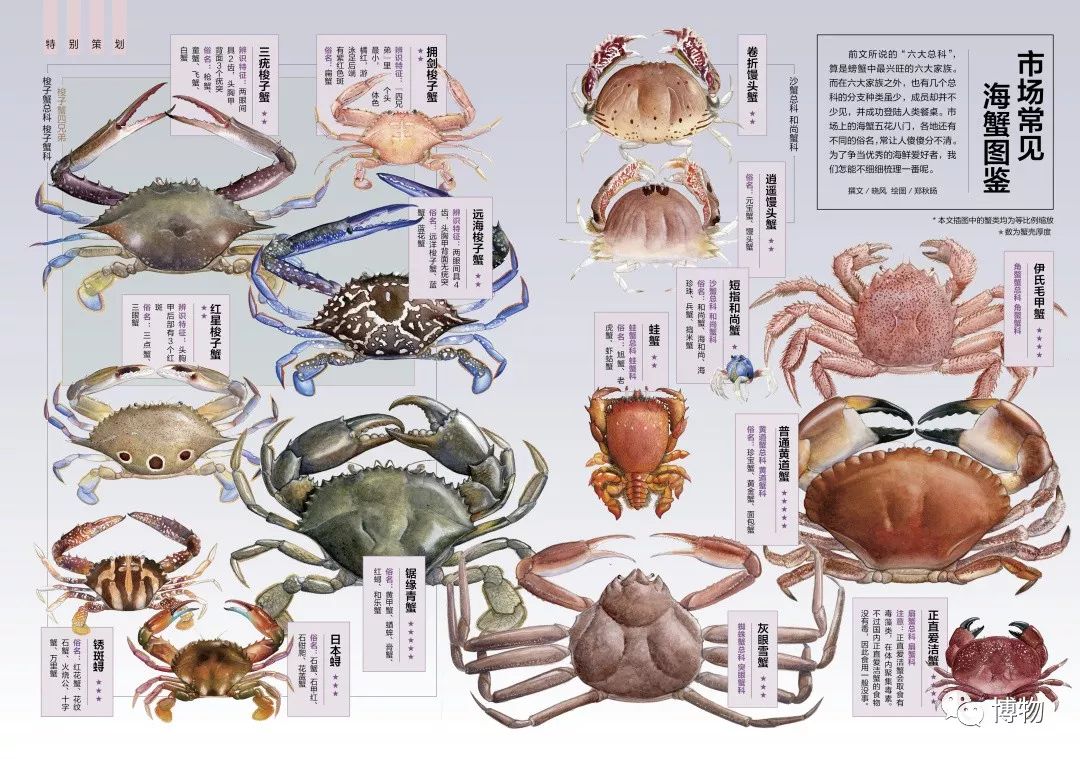 上个月的"蟹蟹观赏",给大家画了一个花样特别多的海蟹图鉴.