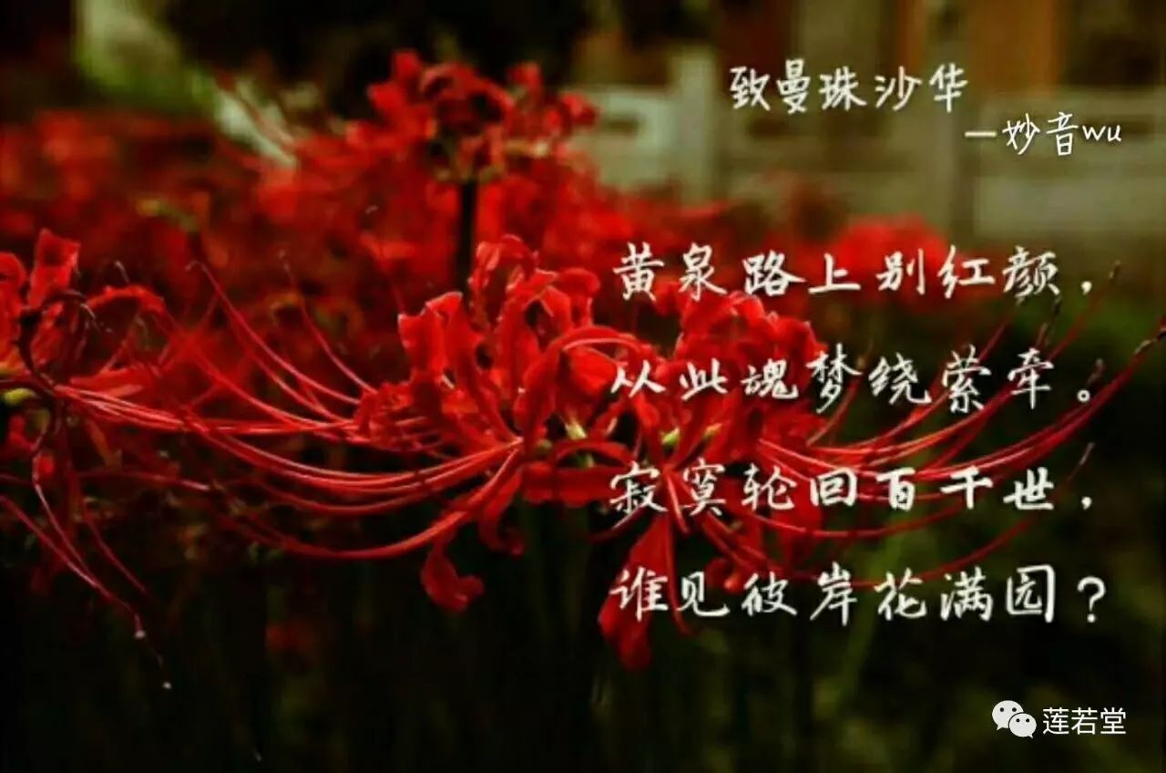 曼珠沙华,那血色的彼岸花,开在黄泉路上的唯一风景, 据说为花妖曼珠