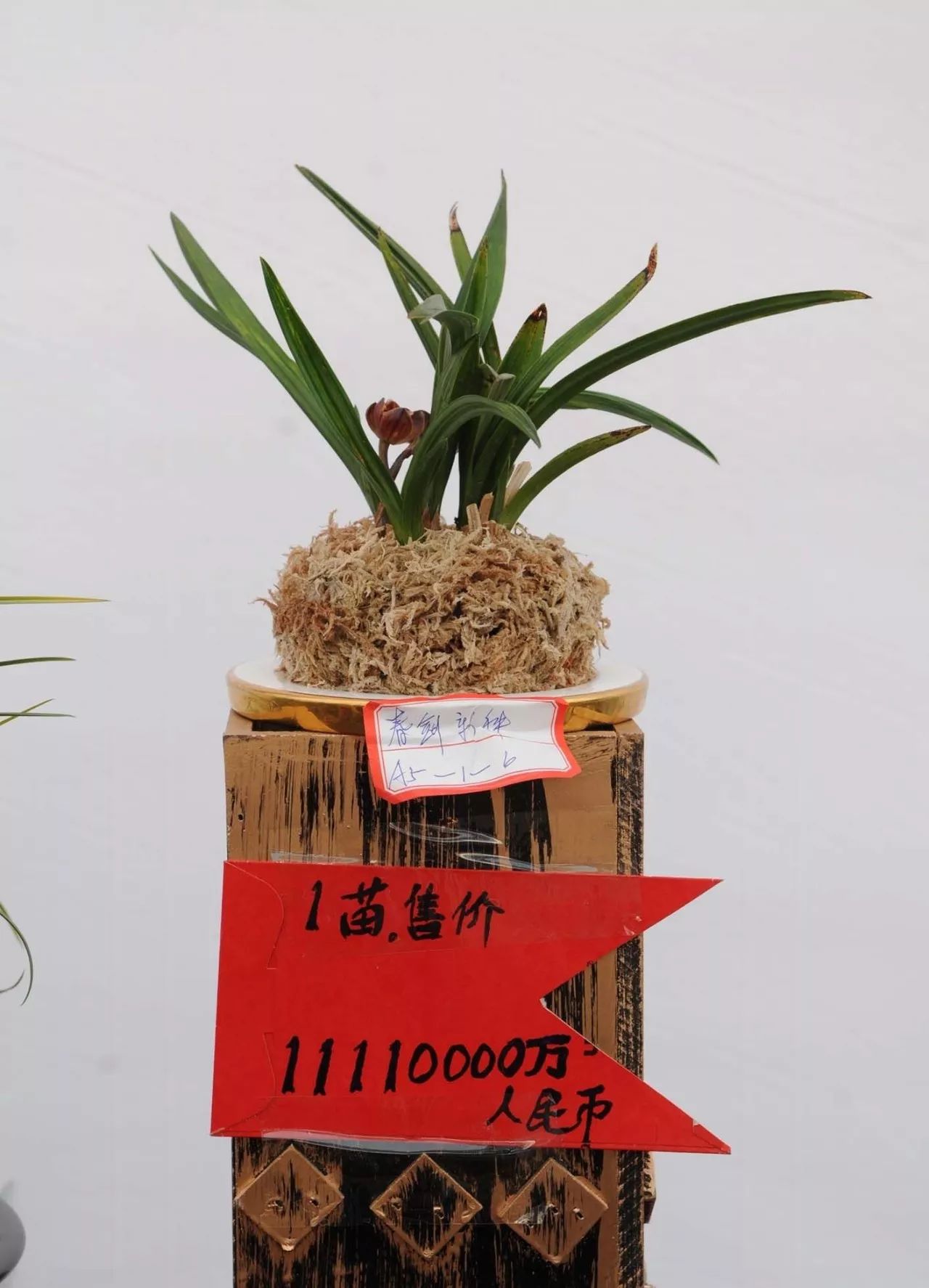 兰花博览会上,一株来自云南省大理,名为"素冠荷鼎"的莲瓣兰被估价1500