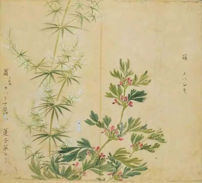 醉美编发 《诗经》图解:香草美人,吟之不尽