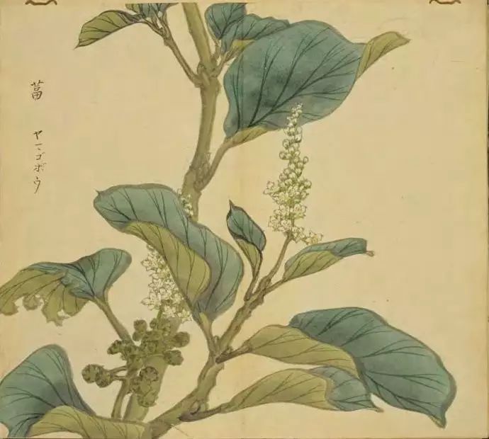 我行其野 释名 《诗·小雅》我行其野,言采其蓫.《传》蓫,恶菜也.