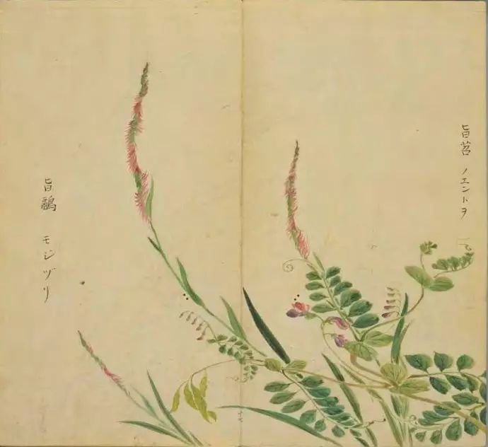 《诗·小雅》白华菅兮.《疏》已沤为菅.《左传·昭二十年》无弃菅蒯.