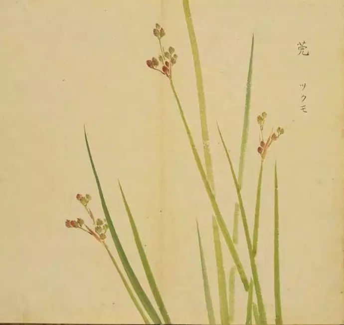 《说文》?也.《诗·小雅》言采其葍.《传》葍,恶菜也.
