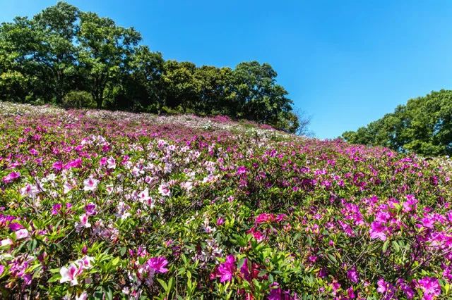 孙文绽放公园6000平米过万株杜鹃花烂漫纪念!美得令人攻略武装突袭失去讯号3图片